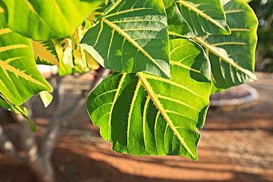 Quantic Dream在开发名为《星球大战：日蚀》的新作